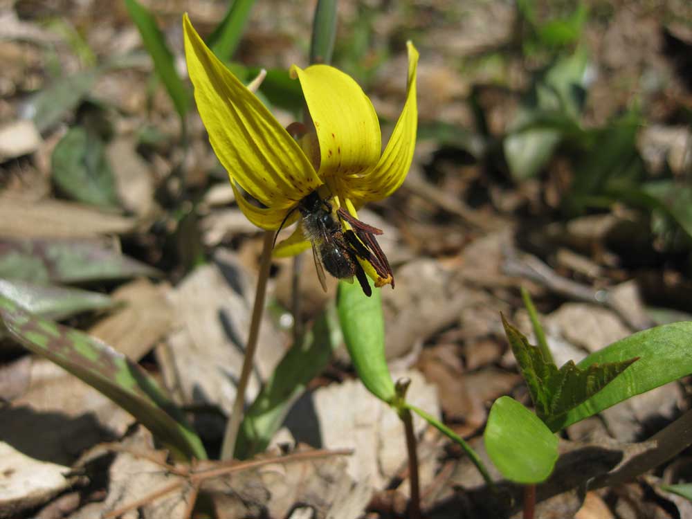 Trout-lily-w-bee