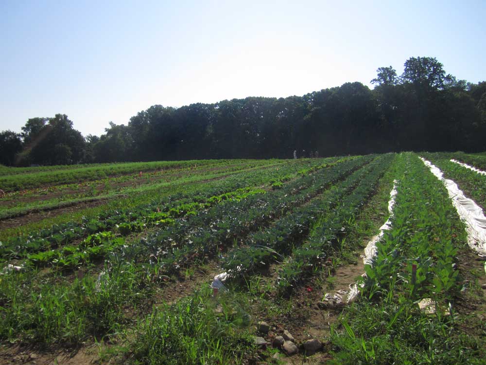 Organic-farm