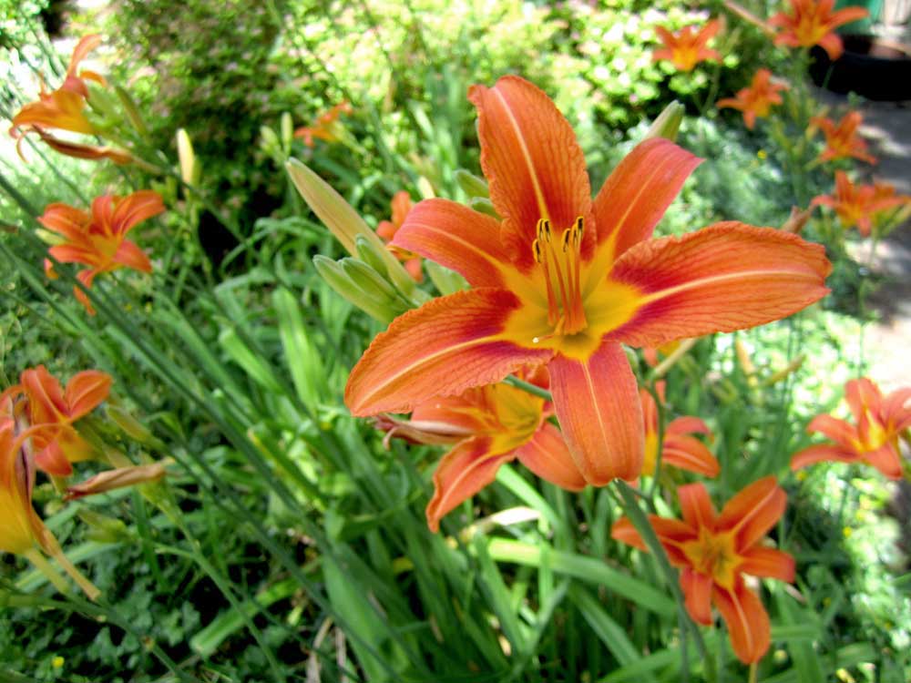 Daylily-flower